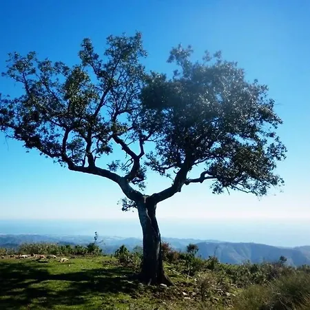 Winehouse With Fireplace&heating,bbq, Wifi, Pool, Close To Malaga * Borge